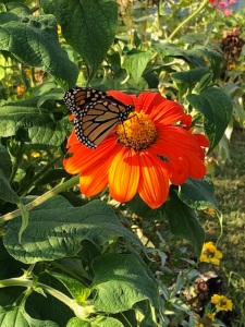 there is an orange flower with a yellow center that a monarch butterfly has alighted on.  there are green leaves around the flower.