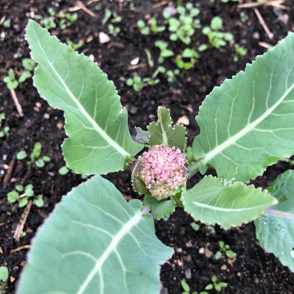 Cauliflower beginning to grow in deep brown soil.  Flower is a light pink and the leaves surrounding it are green with white veins.