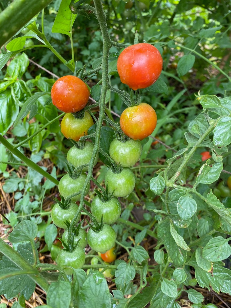 Cherry tomatoes growing on a stem in a ranging color from green to a ripe red. In the background are green leaves and stems.
