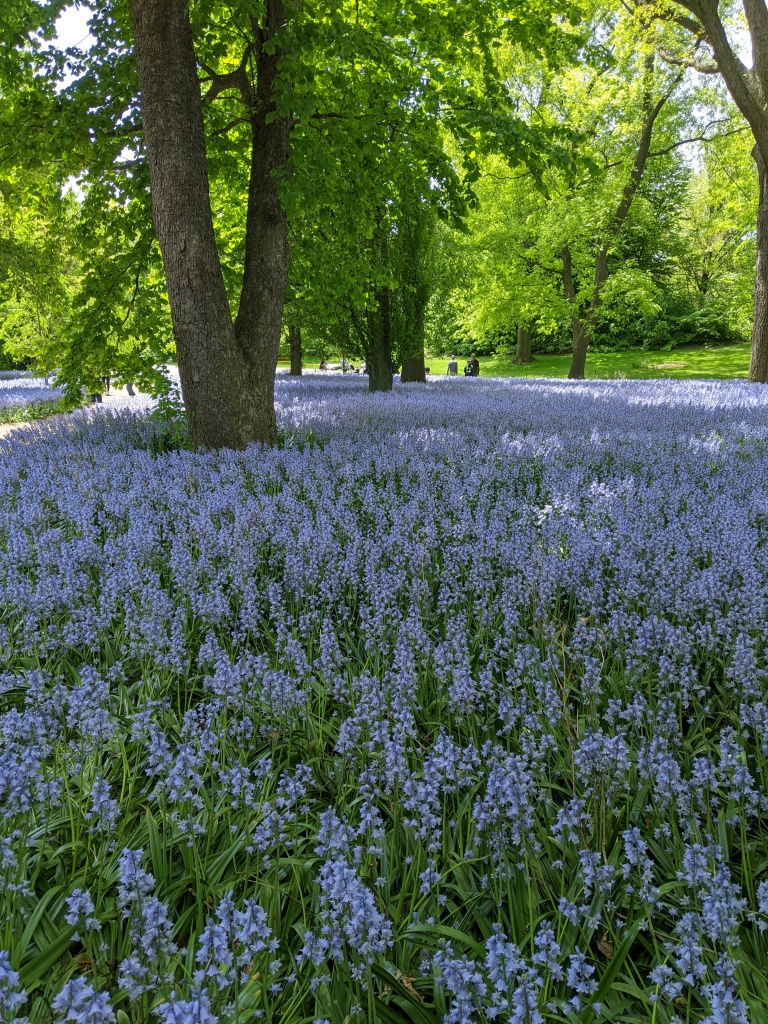 field of spanish bluebells with green leaves under a canopy of trees.  